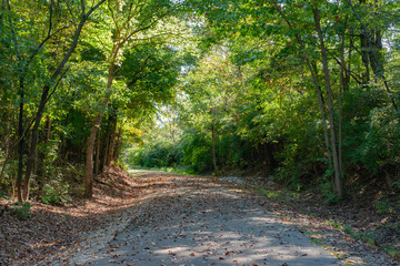 Fototapeta premium Canopy of Leaves
