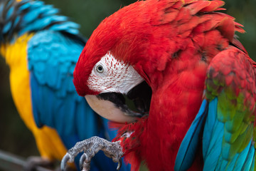 Cockatoo bird photo