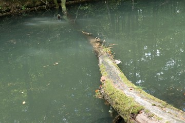 beautiful nature in central europe