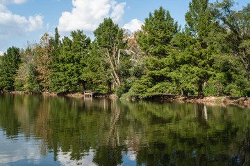 Evergreens along the bank