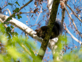 Squirrel on the tree. Blue sky in background.