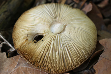 Upside-down hat from a poisonous agaric.