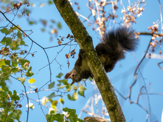 Squirrel on the tree. Blue sky in background.
