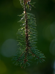 Spruce needles closeup. Buller background.