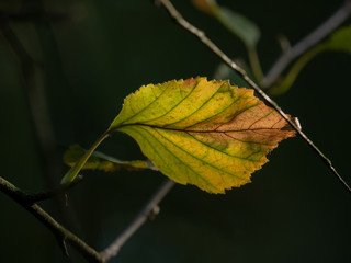 Green and yellow leaves on a branch in the sunlight. Leaves closeup.