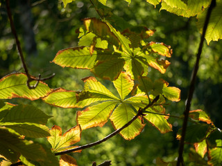 Chestnut leaves on a branch in the sunlight. Chestnut leaves closeup.
