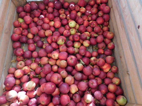 Pommes rouges bio en bac ,au petit marche automnal du jardin d orgere a Rennes