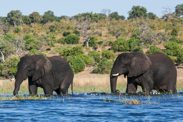 2 african elephants crossing the okowang delta in Botswana, wading in water, grazing