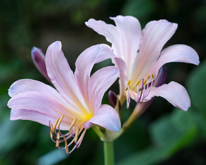 Pale purple daylillies in summer
