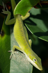 Carolina Anole lizard walks on rhododendron leaf