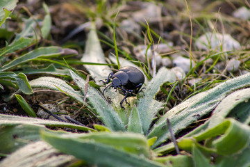 Scarabeide