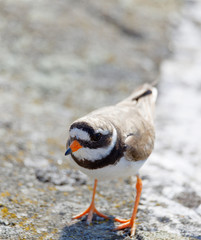 Common ringed plover bird (latin: Charadrius hiaticula) walking on a rock