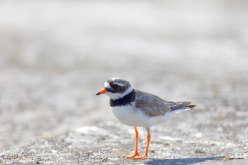 Common ringed plover bird (latin: Charadrius hiaticula) in morning light walking on a rock