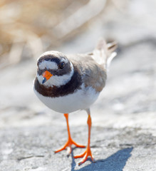 Common ringed plover bird (latin: Charadrius hiaticula) walking on a rock