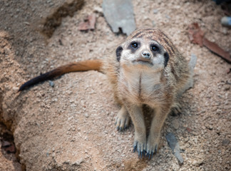 Fototapeta premium lonely meerkat