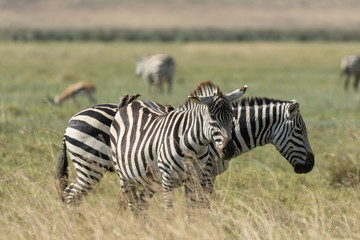 Birds eating over zebras