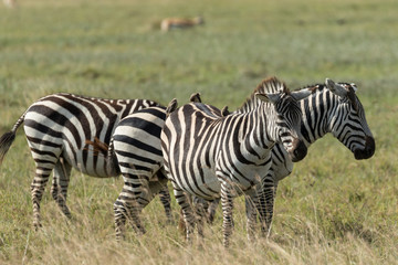 Obraz na płótnie Canvas Birds eating over zebras