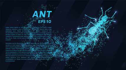 Ant of the particles. The ant consists of small circles