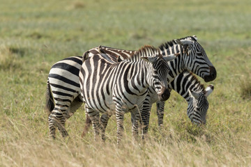 Birds eating over zebras