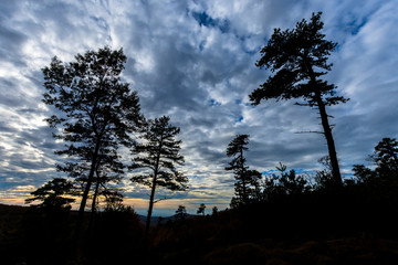 The Mountain Trees of Michaux State Forest in Pennsylvania in Fall