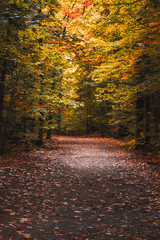 Colourful trails in the forest during the Fall
