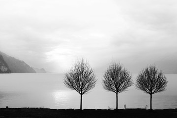 Lonely trees on the quiet lake side in winter, minimalistic landscape