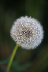dandelion on green background