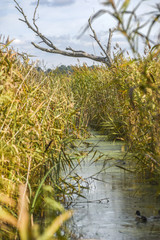 River channel surrounded by reeds in autumn in Poland.