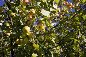 Lots of ripe green and red apples hanging on the Apple tree in the fall. Healthy fruits background