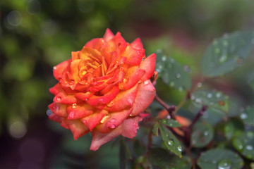 Beautiful orange rose growthing in the garden.