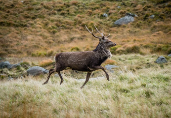 Naklejka na ściany i meble red deer in the highlands
