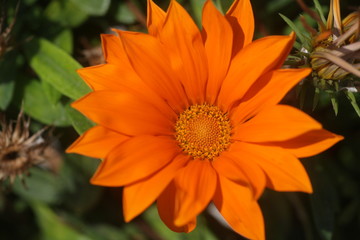 orange flower