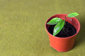 Sprout young in a pot, free space for text.