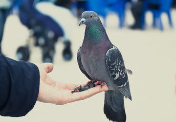 Close up of Feral pigeon perching on a hand.