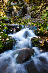 Fototapeta na wymiar Mountain creek flowing through woods in the spring