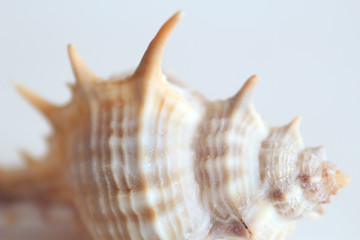 Beautiful sea shell covered with sea salt. Structure. Macro. White background