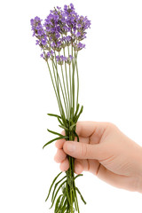 A woman's hand holds a flower of lavender, isolated on white background