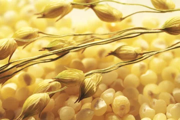 Foto op Plexiglas Grains of millet and a sprig of millet. Macro. Background © yuliakrawetz