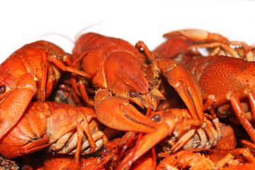 Boiled crayfish on a white background