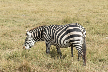 Fototapeta na wymiar Zebra eating in tanzania