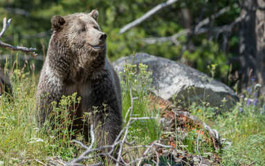 Grizzly bear family