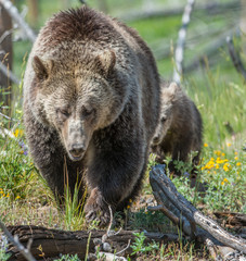 Fototapeta premium Grizzly bear family