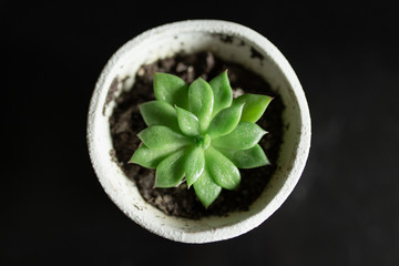 Minimal plants