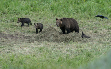 Naklejka na ściany i meble Grizzly bear family
