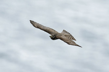 Eurasian sparrowhawk (Accipiter nisus)