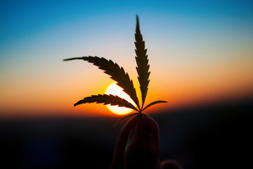 Marijuana leaves in the hands of man, cannabis on the background of the sunset sky with sunlight,...