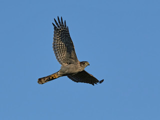 Fototapeta premium Eurasian sparrowhawk (Accipiter nisus)