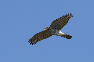 Eurasian sparrowhawk (Accipiter nisus)