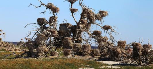 A fantastic pictures from a horror movie... it is created with the help of cormorant nests, located on the branches of dry trees and and ground