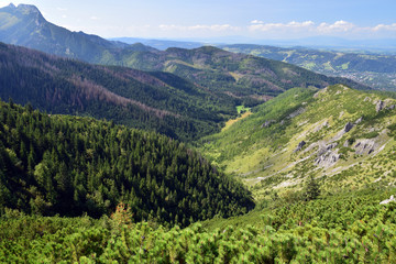 Fototapeta na wymiar La Vallée du Jaworzynka, vu du Przełęcz między Kopami